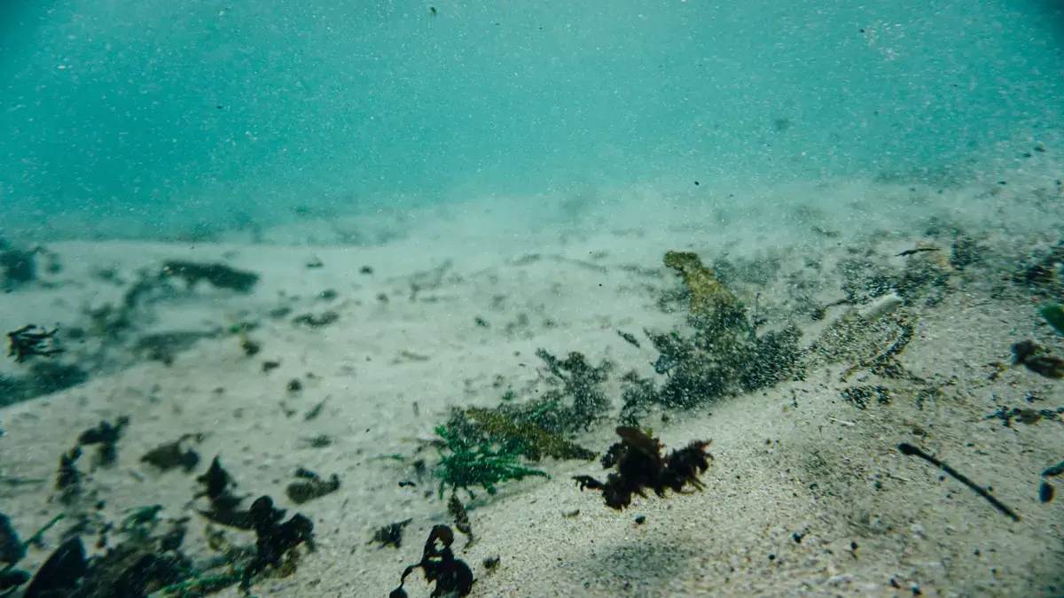 La belleza oculta de los ecosistemas marinos únicos y su fragilidad
