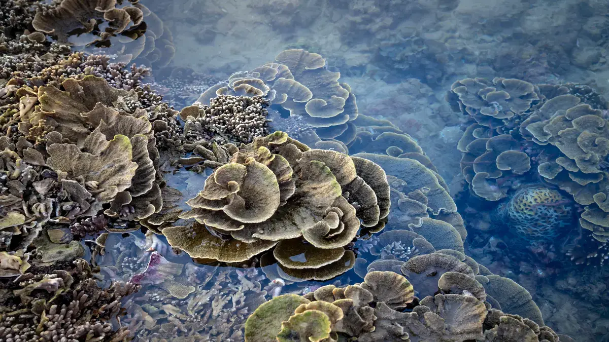 Que son los Fenómenos de Floración Algal y como afectan la Biología Marina