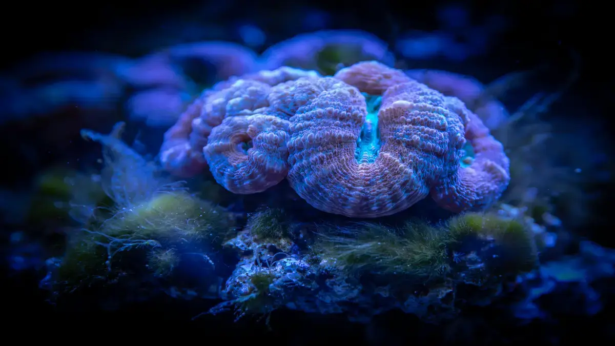 ¿Cómo contribuir a la preservación de los arrecifes de coral?