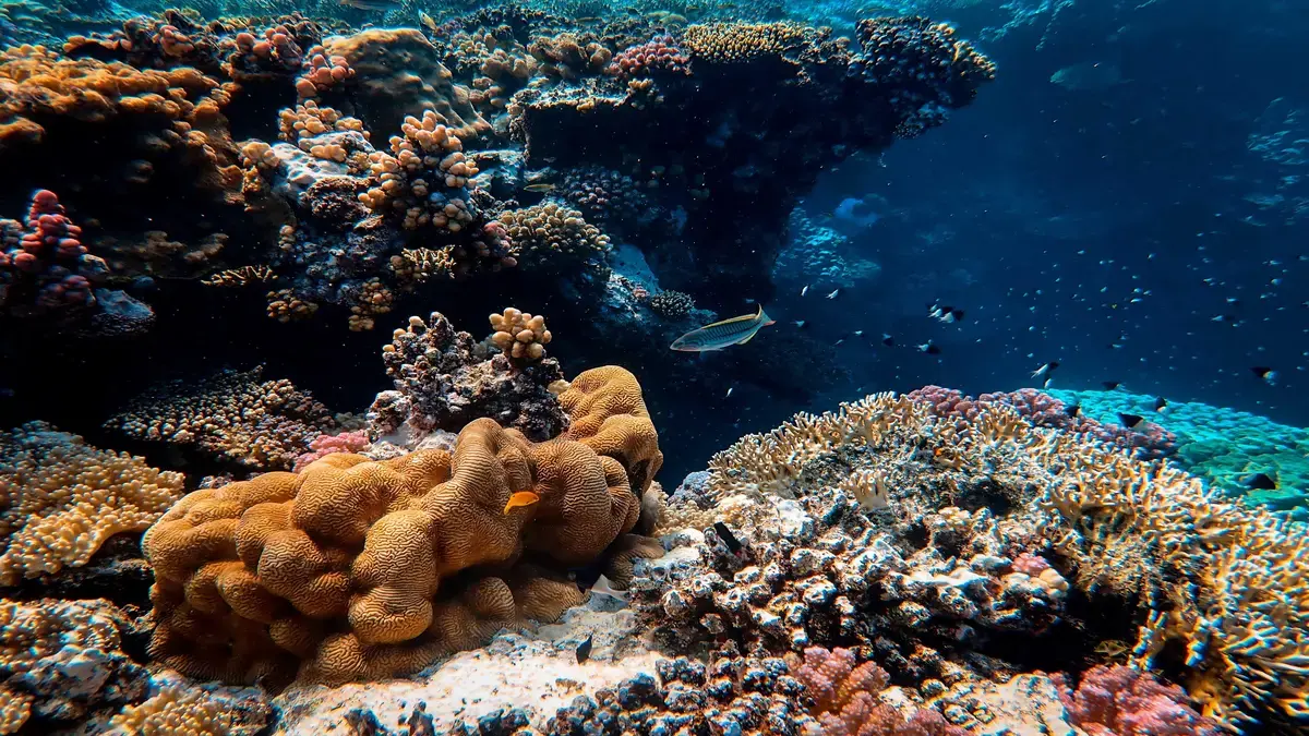 ¿Cuáles son los tipos más comunes de interacciones entre especies marinas?