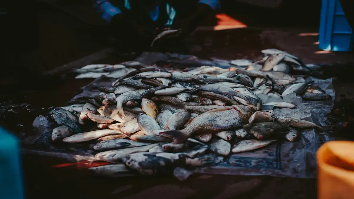 Versatilidad en las Recetas de Pescado y Mariscos