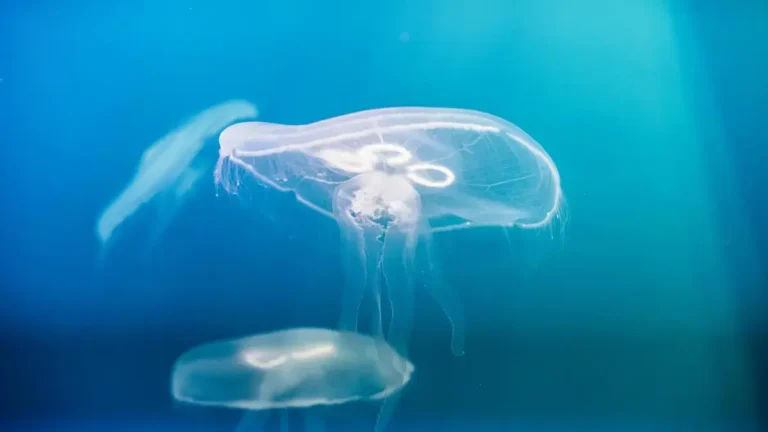 Explora los misterios del océano profundo: 6 Especies que no has escuchado antes