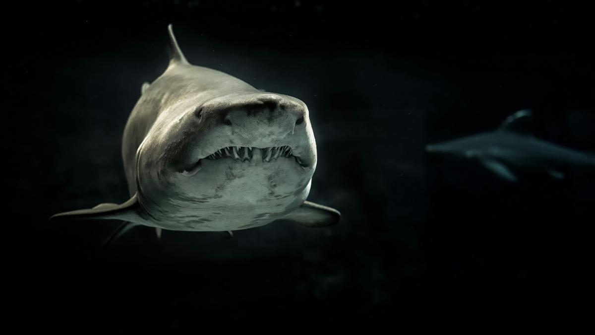 la-verdad-sobre-la-fama-de-los-tiburones
