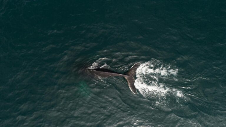 Importancia de las áreas marinas protegidas en la conservación del océano para la biodiversidad