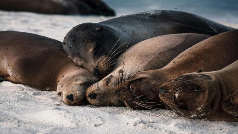 Participación comunitaria en proyectos de conservación del océano para el control de especies invasoras