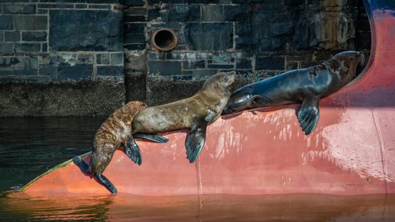 Prácticas de conservación del océano para restaurar hábitats marinos dañados por actividades humanas