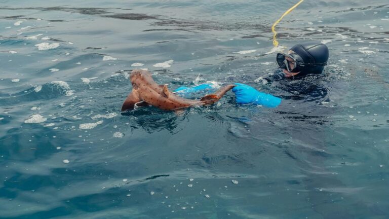 Iniciativas de reciclaje de redes de pesca para la conservación del océano y prevención de desechos