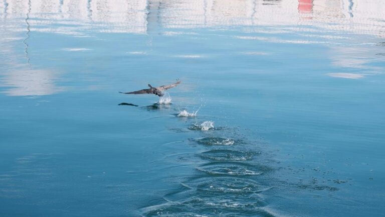 Papel de la biotecnología en la conservación del océano para descontaminación de aguas marinas