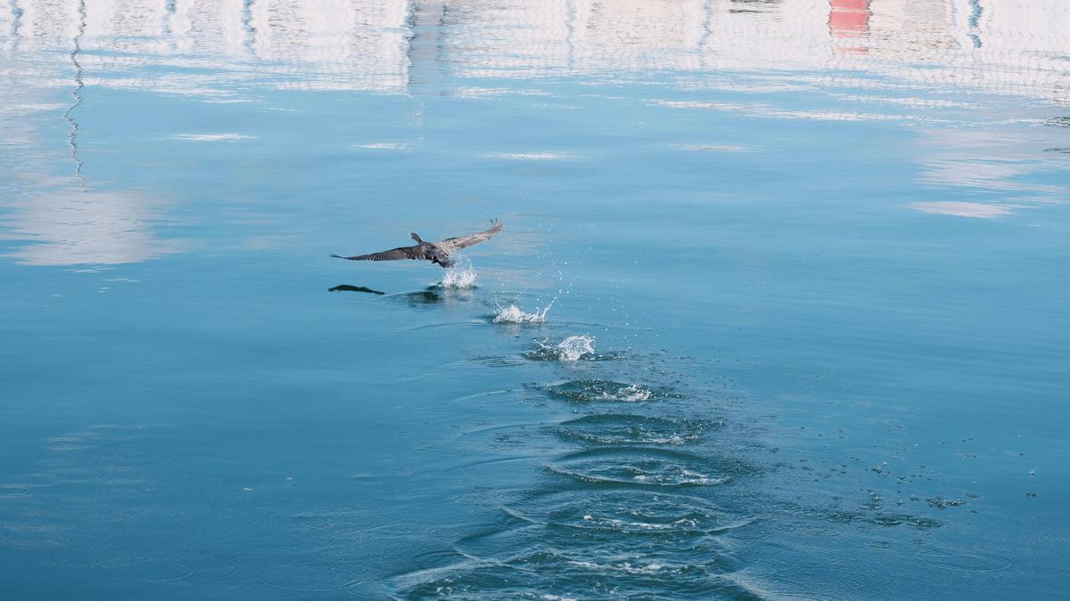 papel-de-la-biotecnologia-en-la-conservacion-del-oceano-para-descontaminacion-de-aguas-marinas