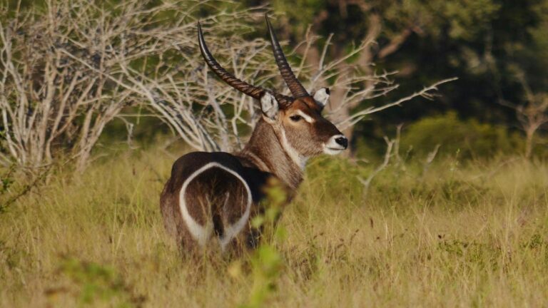 Participación de comunidades indígenas en la conservación del océano y sus prácticas tradicionales